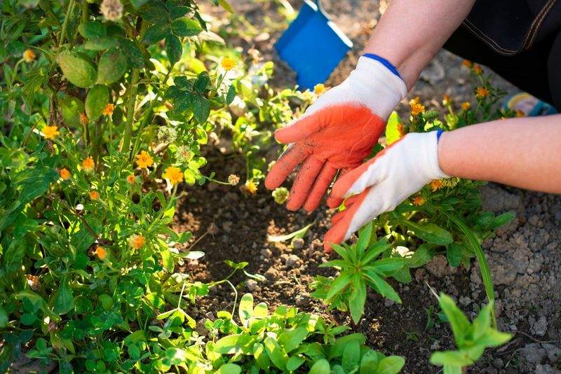 Seasonal garden maintenance